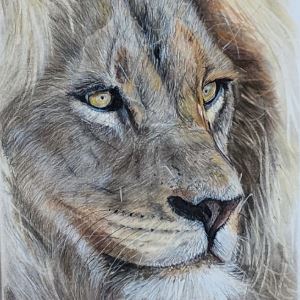 Pencil drawing of a lion's face