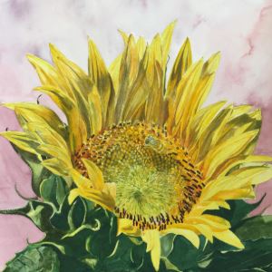 Watercolor painting of a sunflower with a bee in the center, pink background